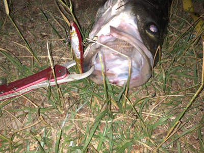 良いサイズが釣れました