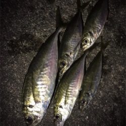 雨後アジング♪