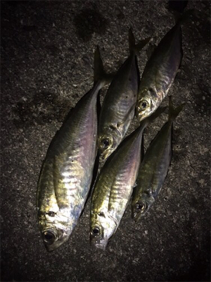 雨後アジング♪