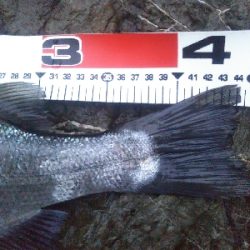 地磯でヒラセイゴ