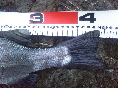 地磯でヒラセイゴ