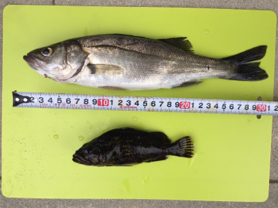 チーバス、ガッシー