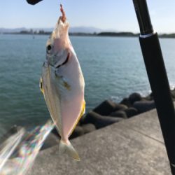 ちょい投げキス釣り