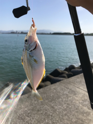 ちょい投げキス釣り