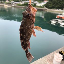 豆アジ、いわし、ガシラ釣り