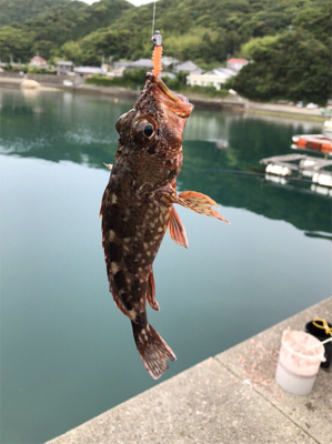 豆アジ、いわし、ガシラ釣り