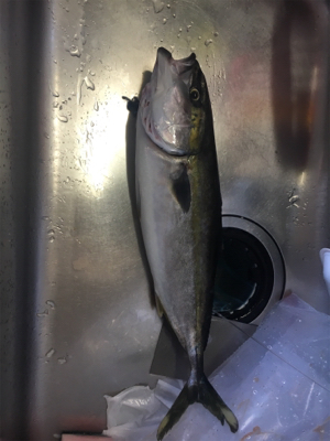 一文字→釣り堀