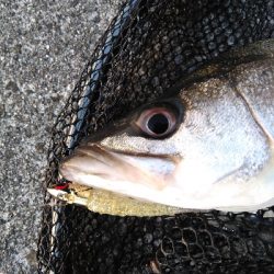 コアマンVJ16金メッキでシーバス、メバル