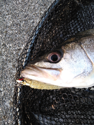 コアマンVJ16金メッキでシーバス、メバル