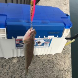 エソ、サゴシばらし、エソ