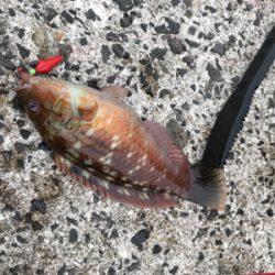 メバリング→エギング→ジギング→穴釣り