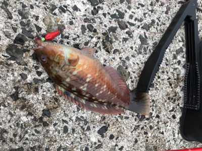 メバリング→エギング→ジギング→穴釣り