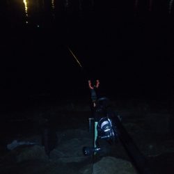 今日も夜釣り
