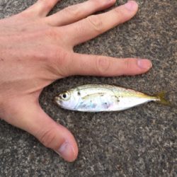 まだまだ渋い…