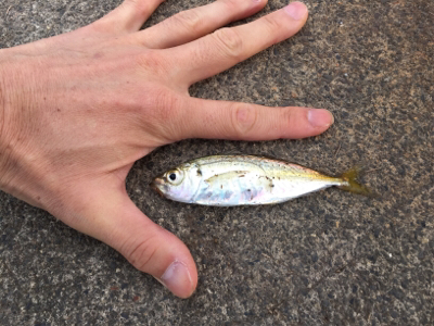 まだまだ渋い…