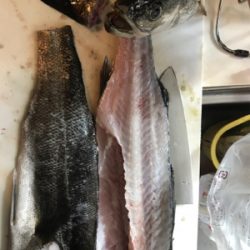 イワシ追いかけ辺りボイルだらけ