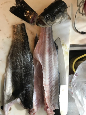 イワシ追いかけ辺りボイルだらけ