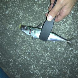 メバリング中にサバが