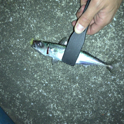 メバリング中にサバが