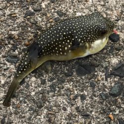 雑魚と外道だけで五目達成