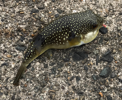 雑魚と外道だけで五目達成