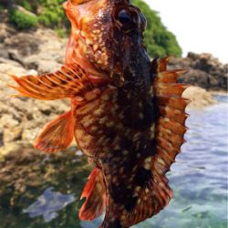 メタルジグで45cmのマハタがガツン（手漕ぎボート）