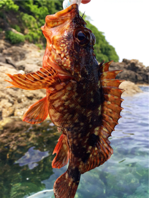 メタルジグで45cmのマハタがガツン（手漕ぎボート）