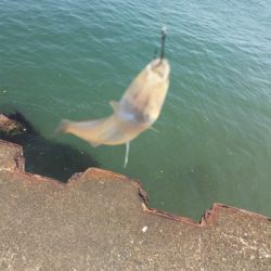 シロギス60分タイムアタック