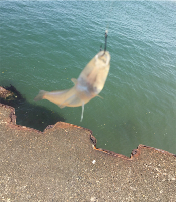 シロギス60分タイムアタック