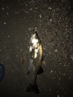 シーバスゲーム