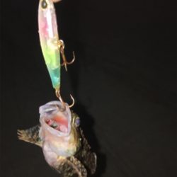 アジに振られはするものの