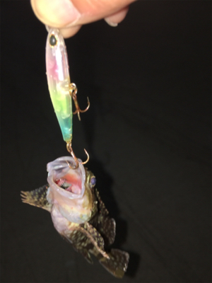 アジに振られはするものの