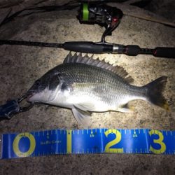 淀川ブリームゲーム ショアジギング遠征