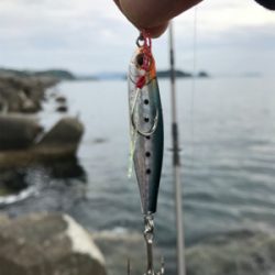 今年初青物キタ〜