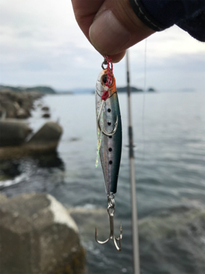 今年初青物キタ〜