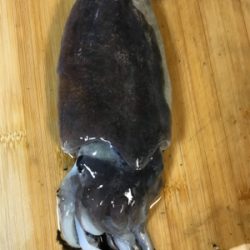 今年初イカ、人生初コウイカ