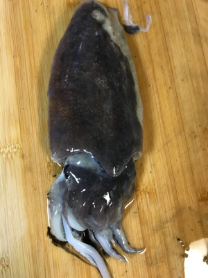 今年初イカ、人生初コウイカ