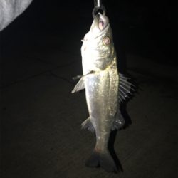 チヌ記録更新！シーバス最小サイズ更新！