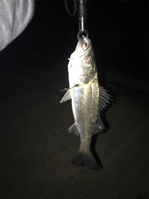 チヌ記録更新！シーバス最小サイズ更新！