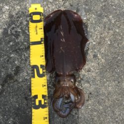 2018年初エギング