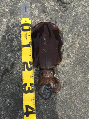 2018年初エギング