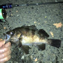 雨上がりのメバリング