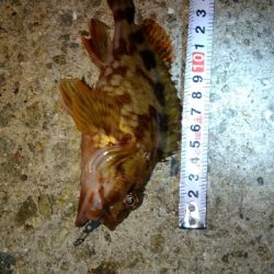 メバリングガシリング