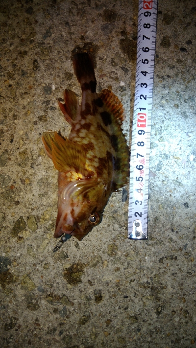 メバリングガシリング