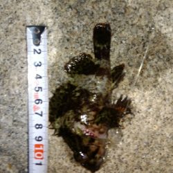 ガシラばっかり