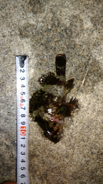 ガシラばっかり