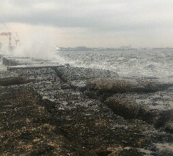 まだメバルポンポン