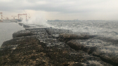 まだメバルポンポン