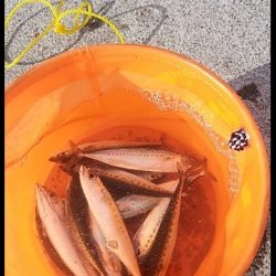 素敵な仲間と那珂湊港釣行❕