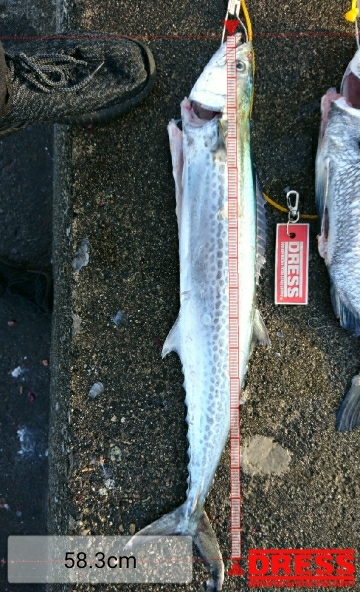 ライトショアジギング